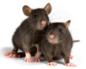 Dream Interpreter. Ce au visat șobolanii?