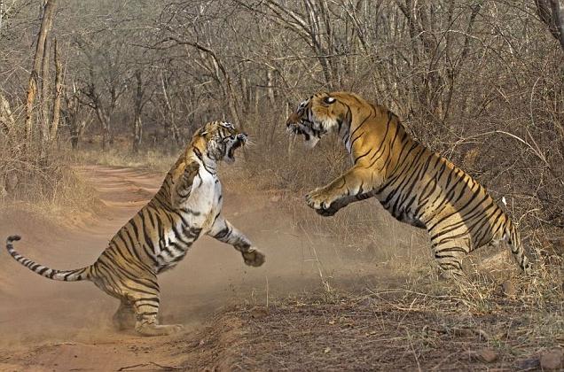 Horoscopul de Est și trăsăturile lui: Tigru-femeie și Tiger-om - este posibilă compatibilitatea?