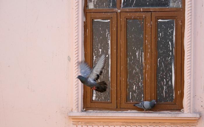 Porumbelul din fereastră a zburat? Un semn pentru bunătate ea?