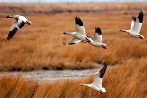 De ce migrează păsările. Care păsări sunt migratorii și care sunt sedentare