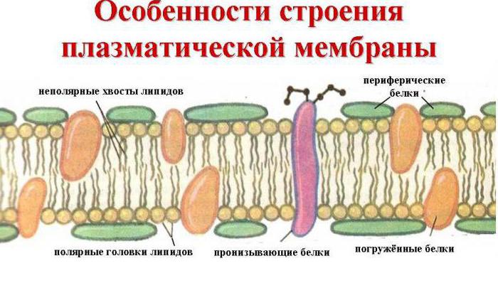 funcțiile membranei celulare exterioare 