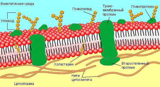 membrana celulară externă asigură
