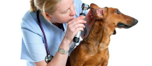 Otita la câini: cauze, simptome, tratament